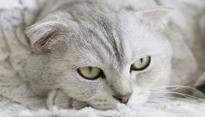 杭州2026年最新杭州高端商务伴游招聘网渠道分享(最方便真实的杭州茉莉伴游伴游天下全国联盟方法)