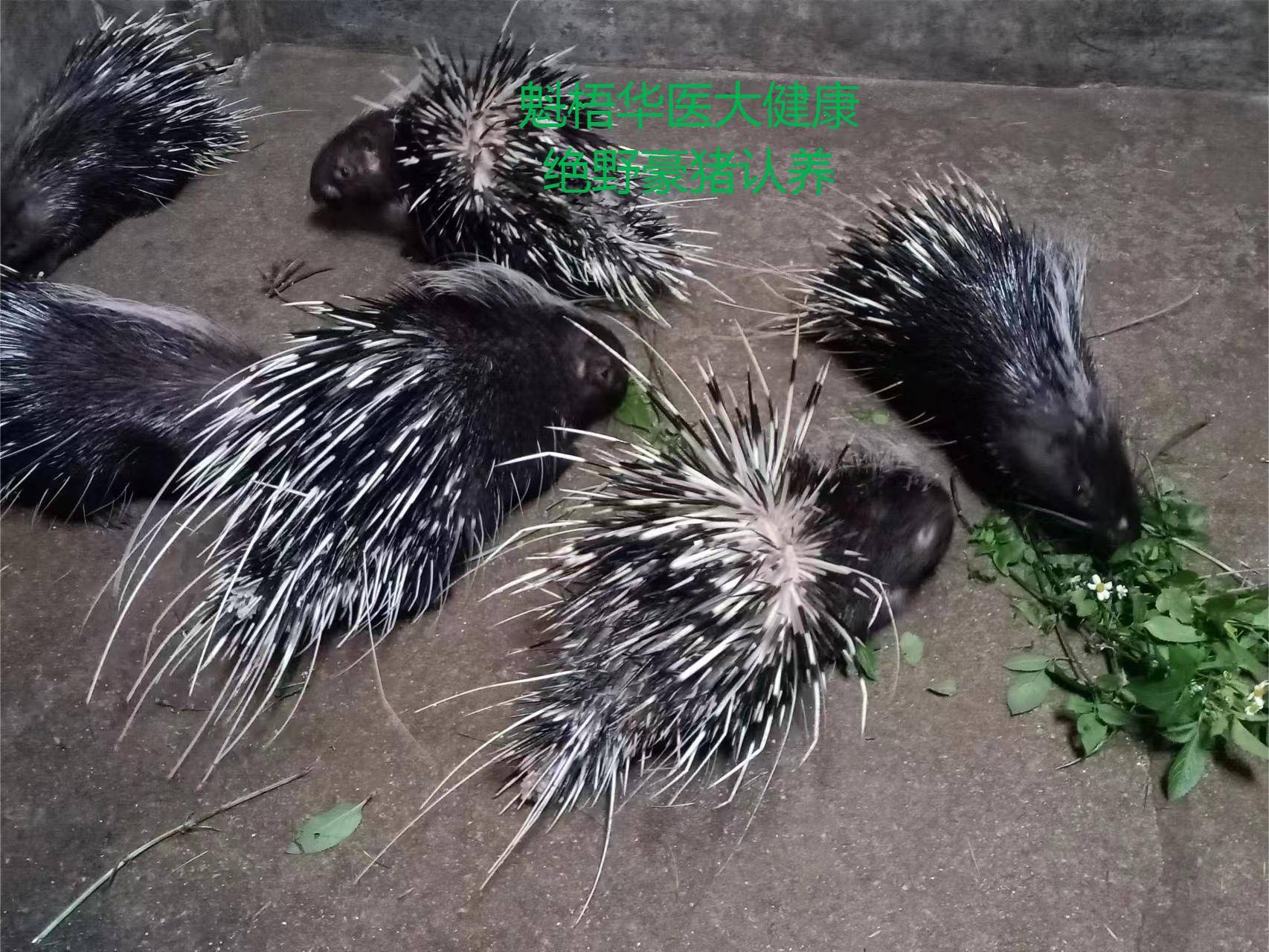 最新豪猪回收商家方法分析(最方便真实的杭州豪猪卖去什么地方方法)
